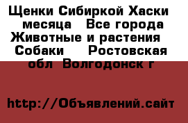 Щенки Сибиркой Хаски 2 месяца - Все города Животные и растения » Собаки   . Ростовская обл.,Волгодонск г.